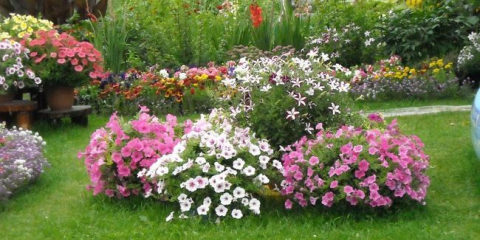 Какви едногодишни цветя могат да бъдат засадени в страната - видове, характеристики